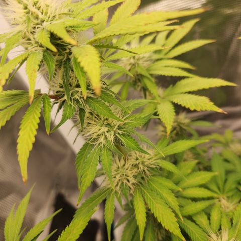 Foto do growlog de Green bean: Buds are fattening up. 