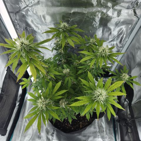 Foto do growlog de Green bean: Photo