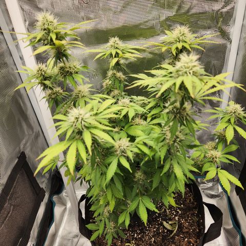 Foto do growlog de Green bean: Photo op