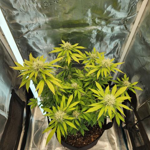 Foto do growlog de Green bean: Photo op