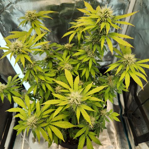 Foto do cronograma do growlog de Green bean