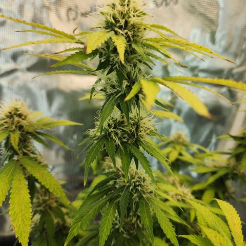 Foto do growlog de Green bean: Week 7. 