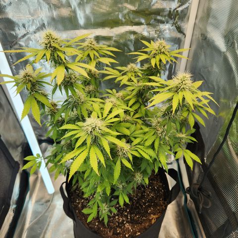 Foto do growlog de Green bean: Week 7. 