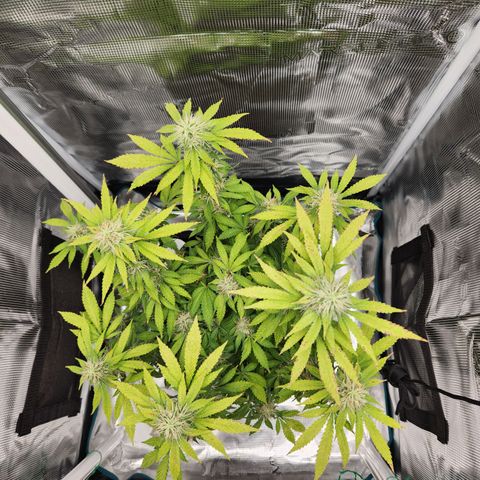 Foto do growlog de Green bean: I should have name her green giant instead of green been. Got to be more affirmative.