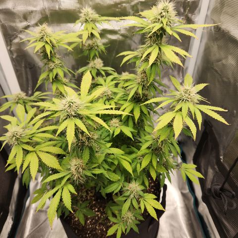 Foto do growlog de Green bean: I should have name her green giant instead of green been. Got to be more affirmative.