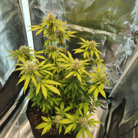 Foto do growlog de Green bean: Photo