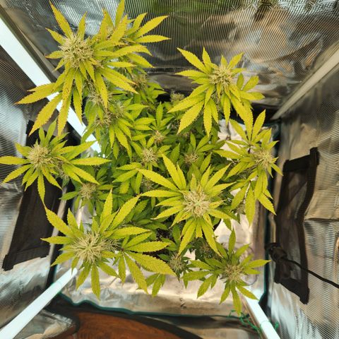Foto do growlog de Green bean: Photo
