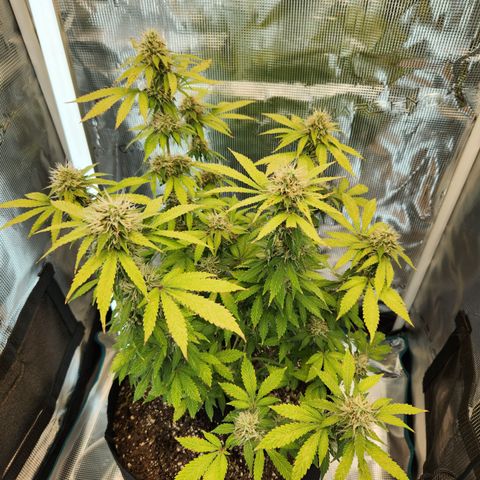 Foto do cronograma do growlog de Green bean