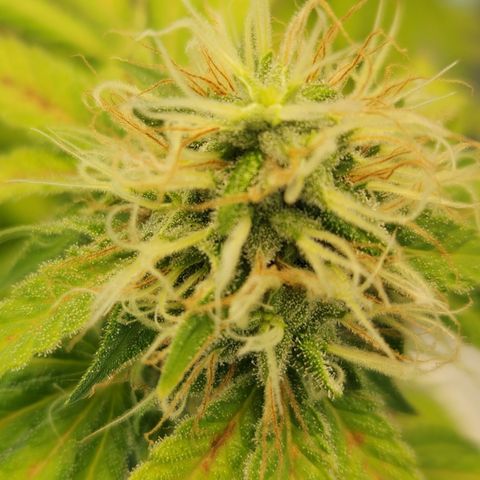 Foto do cronograma do growlog de Green bean