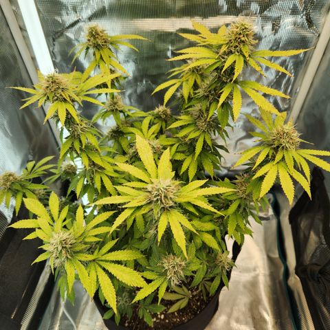 Foto do growlog de Green bean: Photo op