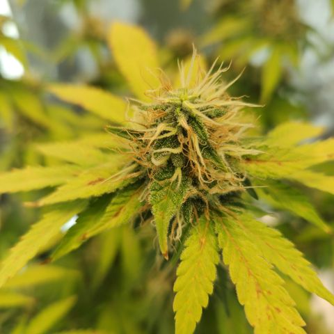 Foto do growlog de Green bean: Photo op