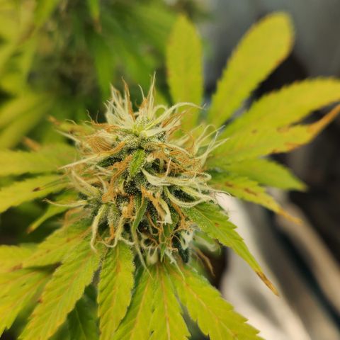 Foto do growlog de Green bean: Just another photo 