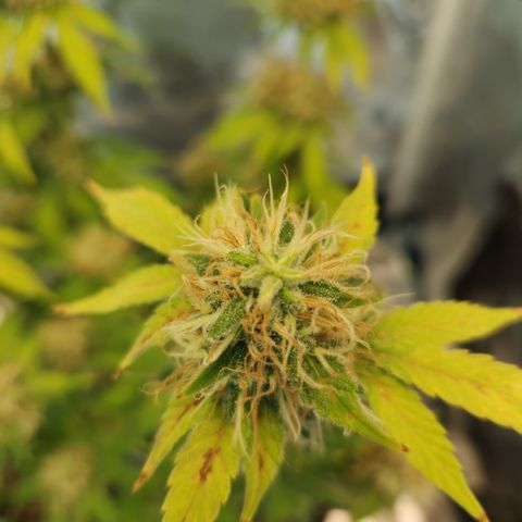 Foto do cronograma do growlog de Green bean