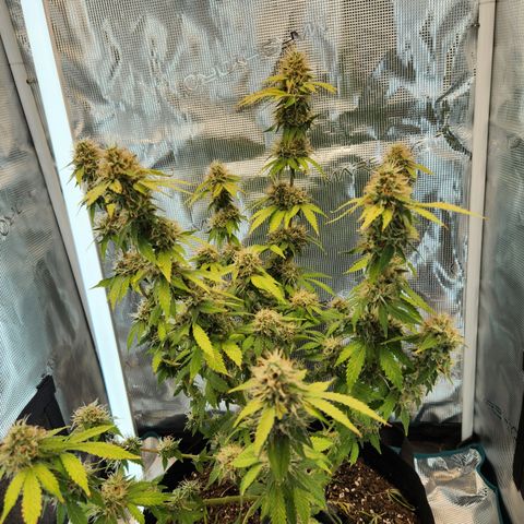 Foto do growlog de Green bean: Welcome to the sticks.