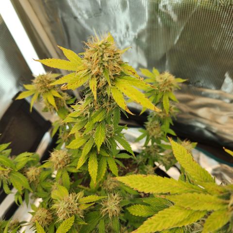 Foto do growlog de Green bean: Photos 