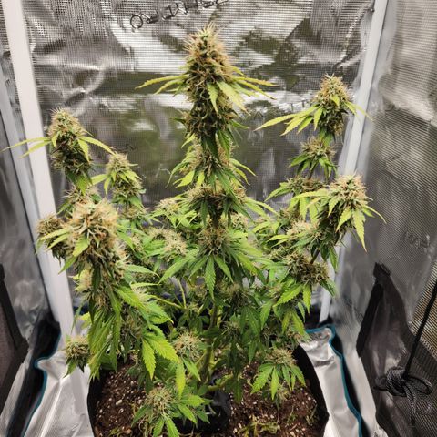 Foto do growlog de Green bean: Photos 