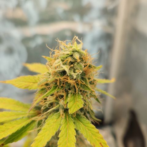 Foto do growlog de Green bean: Almost close to chopping time.