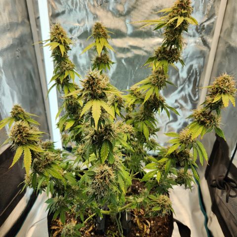 Foto do growlog de Green bean: Almost close to chopping time.