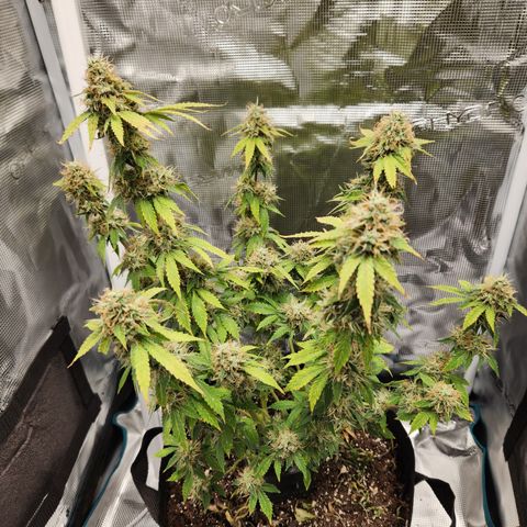 Foto do growlog de Green bean: Last day of watering was yesterday 