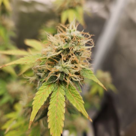 Foto do growlog de Green bean: Last day of watering was yesterday 