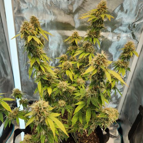 Foto do growlog de Green bean: This has been a journey and now it's close to being over. Overall I believe I will be satisfied with this grow. The buds are fuller. I learned more.  I'm able to be better at growing.