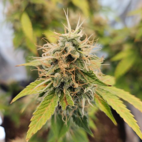 Foto do growlog de Green bean: This has been a journey and now it's close to being over. Overall I believe I will be satisfied with this grow. The buds are fuller. I learned more.  I'm able to be better at growing.