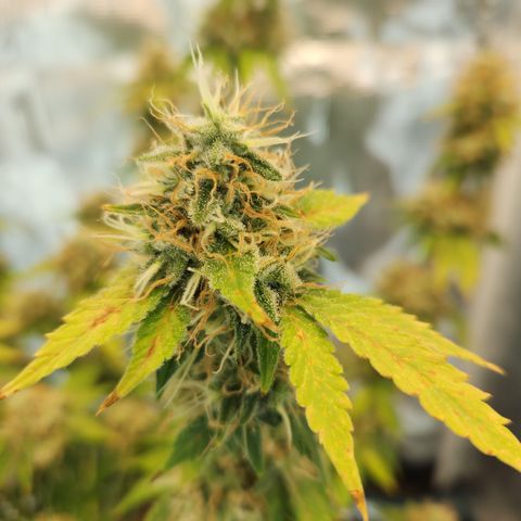 Foto do growlog de Green bean: This has been a journey and now it's close to being over. Overall I believe I will be satisfied with this grow. The buds are fuller. I learned more.  I'm able to be better at growing.