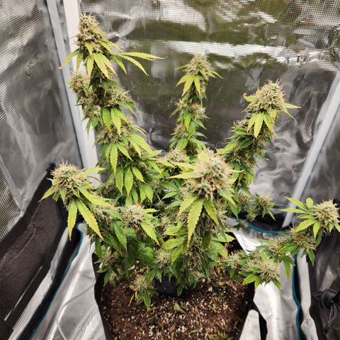 Foto do growlog de Green bean: Last photos before cut down tomorrow. Last top photo.