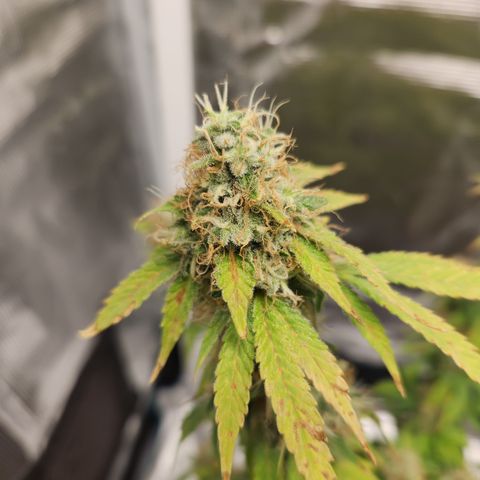 Foto do cronograma do growlog de Green bean
