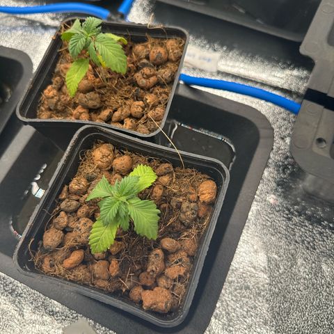 Lemon Candy OG  growlog timeline photo