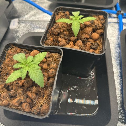 Apple fritter growlog timeline photo