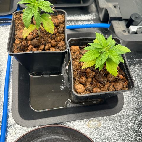 Lemon Candy OG  growlog timeline photo