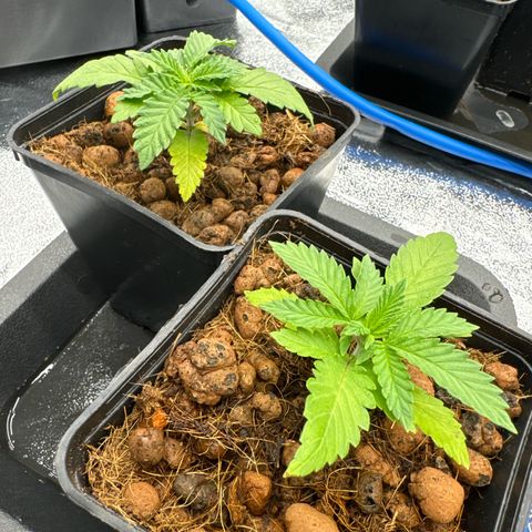 Apple fritter growlog timeline photo
