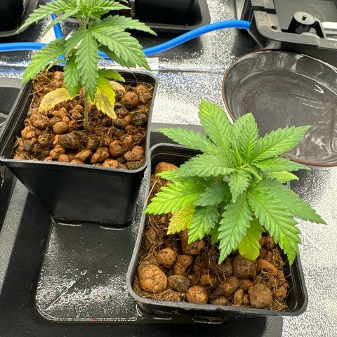 Lemon Candy OG  growlog timeline photo