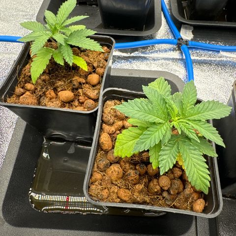Apple fritter growlog timeline photo