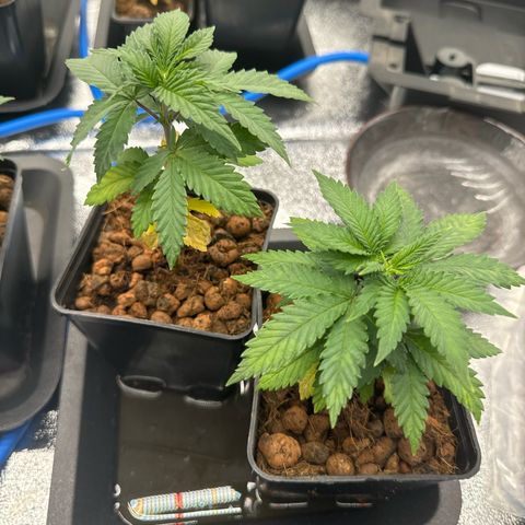 Lemon Candy OG  growlog timeline photo