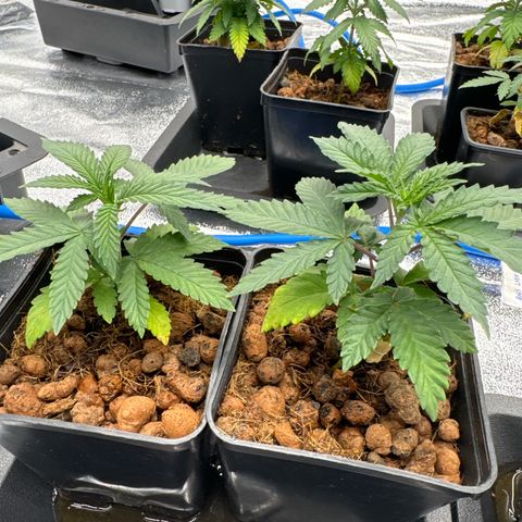 Apple fritter growlog timeline photo