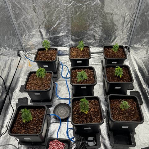 Lemon Candy OG  growlog timeline photo