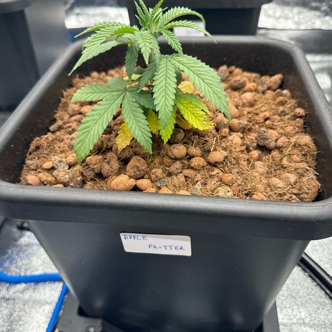 Apple fritter growlog photo: Apple fritter 2