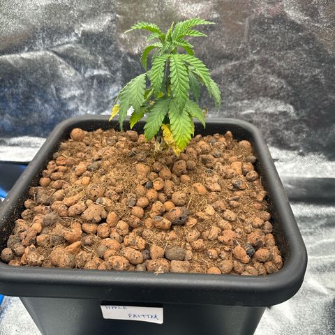 Apple fritter growlog photo: Apple fritter 1