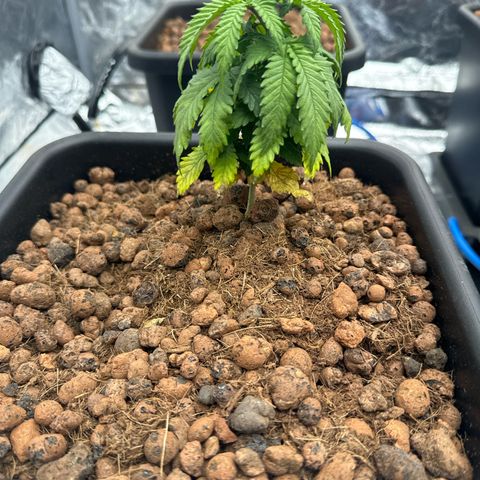 Lemon Candy OG  growlog photo: Lemon 2