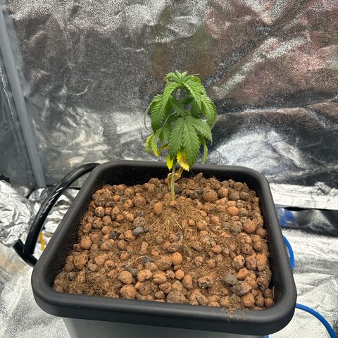 Lemon Candy OG  growlog photo: Lemon 1