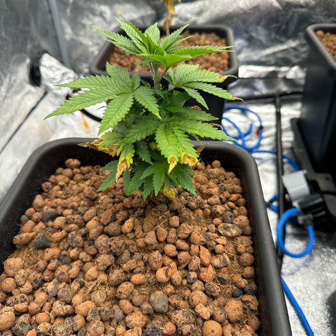 Lemon Candy OG  growlog photo: Lemon 2