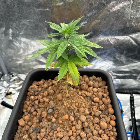 Lemon Candy OG  growlog photo: Lemon 1