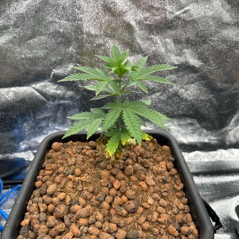 Apple fritter growlog photo: Apple 1