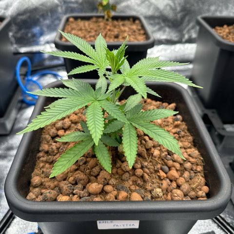 Apple fritter growlog photo: Apple 2