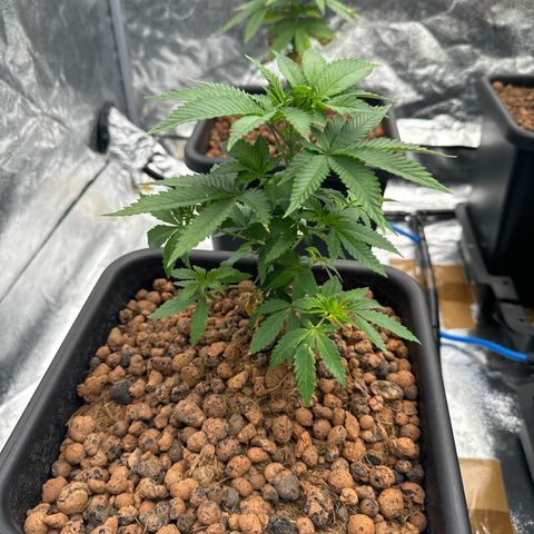 Lemon Candy OG  growlog photo: Lemon 2