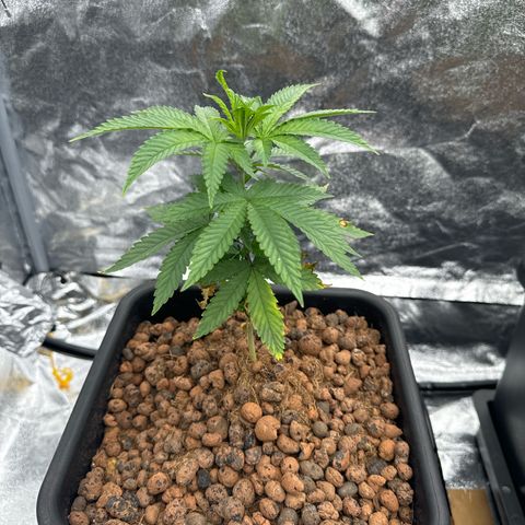 Lemon Candy OG  growlog photo: Lemon 1