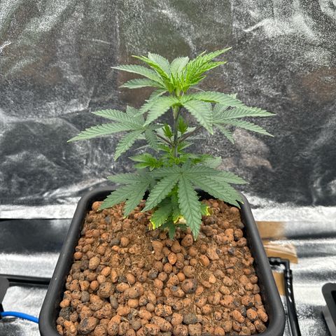 Apple fritter growlog photo: Apple 1