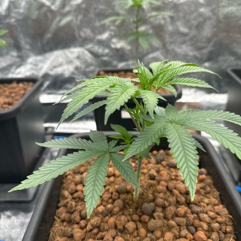 Apple fritter growlog timeline photo